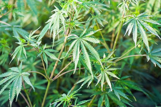 Cây gai dầu dệt vải