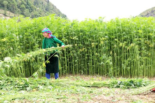 Cây lanh nguyên liệu sản xuất vải linen