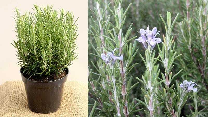 Nhuộm quần áo bằng lá cây hương thảo