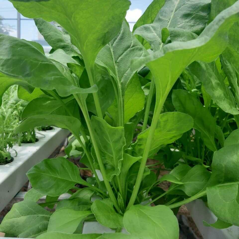 Nhuộm quần áo bằng lá rau chân vịt