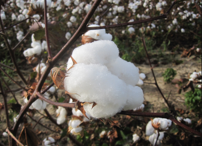 Người ta dùng sợi bông, gai trong tự nhiên để sản xuất ra vải thô